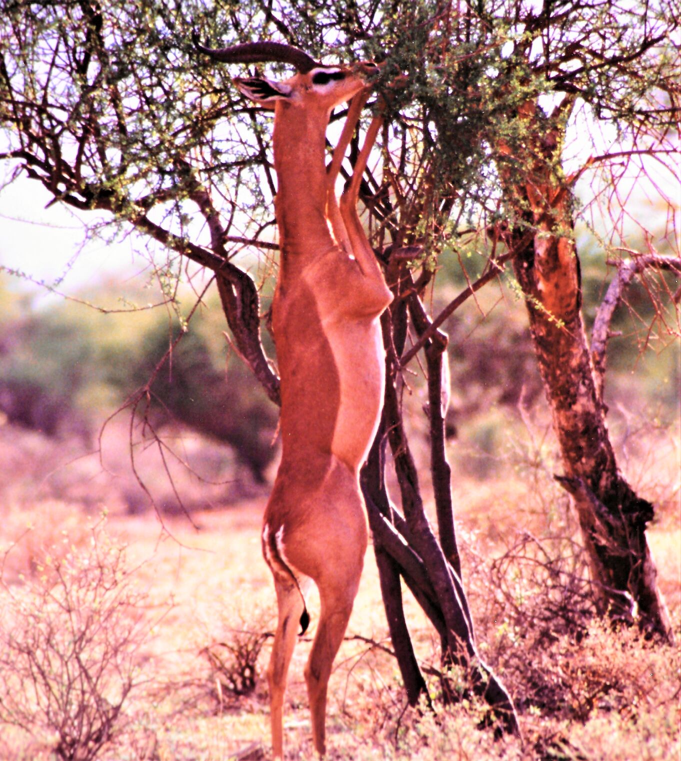 Gerenuk